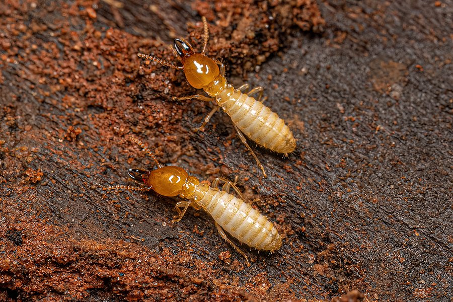 termite treatment options 1